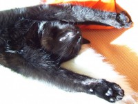 /album/fotogalerie-miezekatzen/bbce721112ddbde5567c60d0aceae6ea28020110-1-jpg/